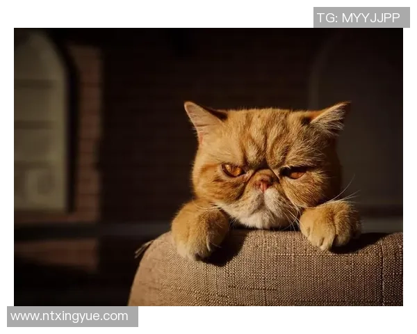 足坛巨星同场竞技精彩瞬间全纪录震撼呈现